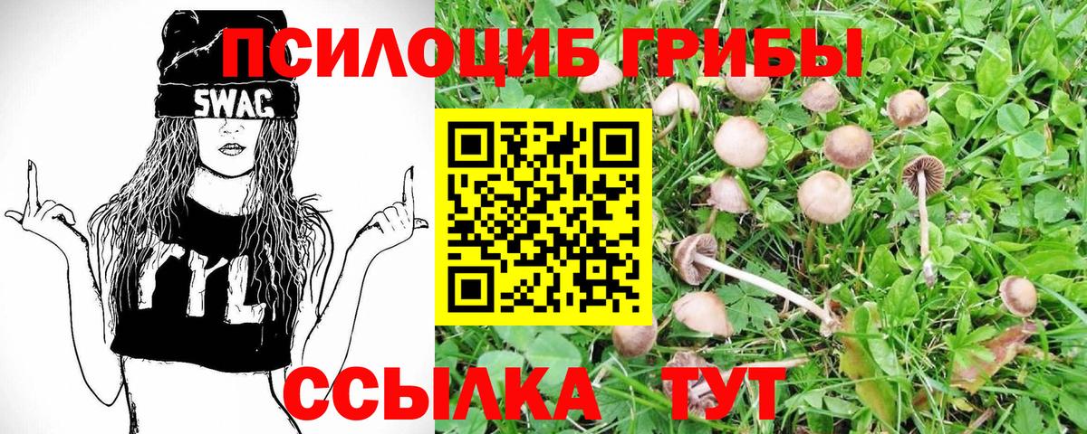 Псилоцибиновые грибы Psilocybine cubensis  Галлюциногенные грибы мицелий  Михайловск  Вход с VPN 